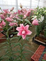 [5263 Isabella No02.JPG]